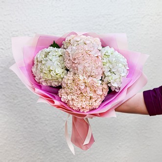 7 розовых и белых гортензий
