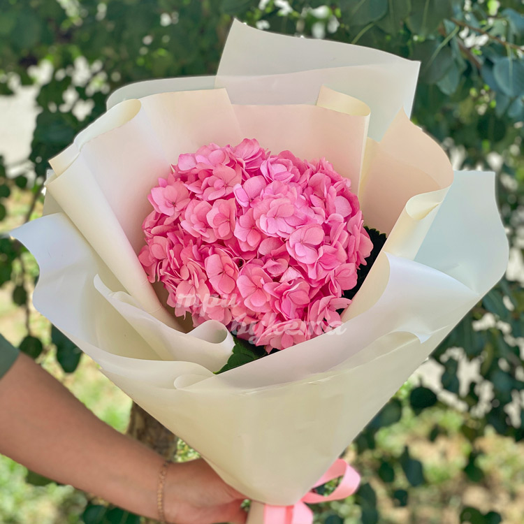 Букет из 1 розовой гортензии (крупный план)