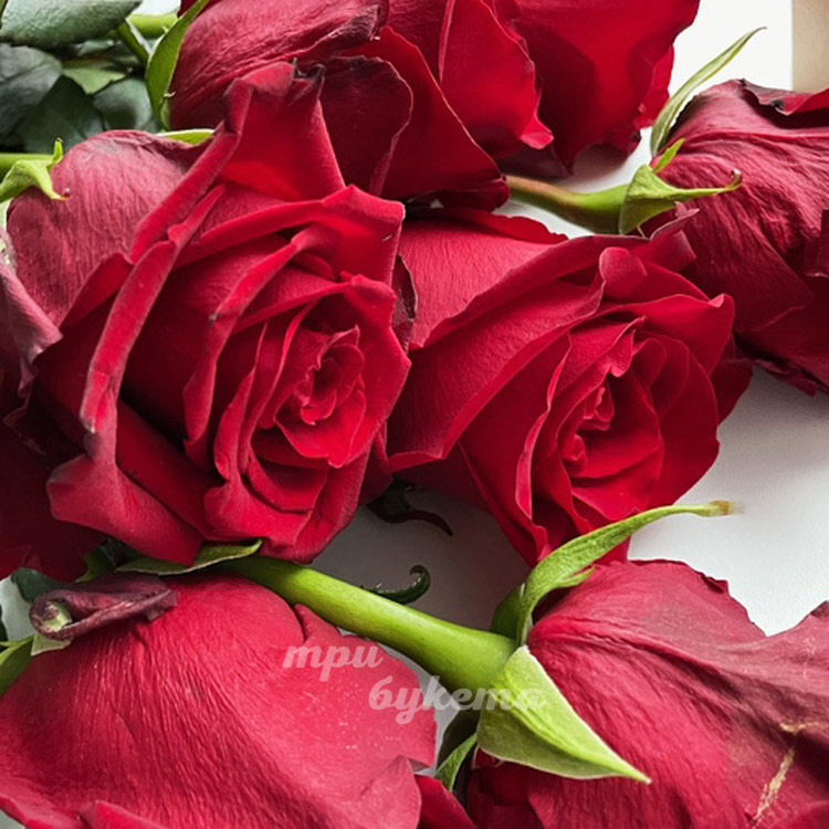 Набор 12 клубник в шоколаде с розами (крупный план роз)