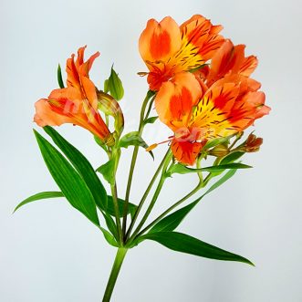 Оранжевая альстромерия Салмон Куин