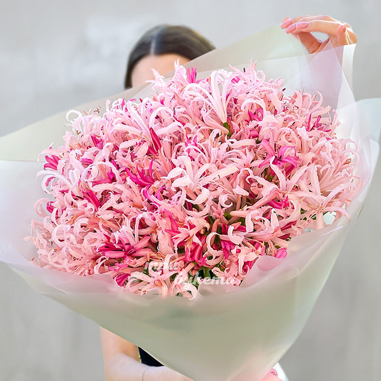 Большой букет розовых нерине (крупный план)